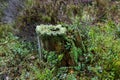 Moss-Covered Tree Stump in a Forest Royalty Free Stock Photo