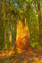 Moss Covered Tree Stump in a Temperate Rain Forest Royalty Free Stock Photo