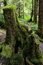 Moss Covered Tree Stump in Temperate Rainforest