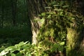 Moss covered tree in summer forest