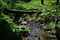 Moss covered tree trunk across tiny mountain water stream. Royalty Free Stock Photo