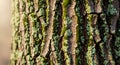 Moss Covered Tree Trunk Closeup Royalty Free Stock Photo