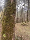 Moss-Covered Tree Trunk in Forest Nature Royalty Free Stock Photo