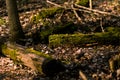 Moss covered tree trunk in an old growth forest Royalty Free Stock Photo