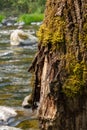 Moss covered tree trunk stands in front of green river water in