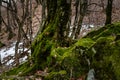 A moss covered tree trunk stands in a winter woodland surrounded by a carpet of fallen leaves Royalty Free Stock Photo