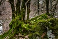 A moss covered tree trunk stands in a winter woodland surrounded by a carpet of fallen leaves