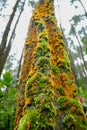 A moss-covered tree trunk thrives inside a cool, green forest in East Java, Indonesia Royalty Free Stock Photo