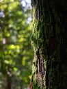 Vibrant Green Moss on Tree Trunk with Dreamy Forest Bokeh Representing Vitality and Harmony Royalty Free Stock Photo