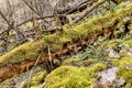 Moss covered tree trunk in wet forest