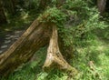 Moss covered tree roots in the forest, Royalty Free Stock Photo