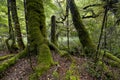 Moss covered trees, Fiordland National Park, South Island, New Zealand