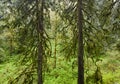 Moss-Covered Trees Grow in Northern Oregon Forest Royalty Free Stock Photo