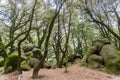 Moss covered trees growing among rock boulders on a foggy day, Castle Rock State park, San Francisco bay area, California Royalty Free Stock Photo