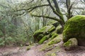 Moss covered trees growing among rock boulders on a foggy day, Castle Rock State park, San Francisco bay area, California