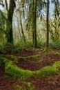 Moss covered trees in the Hoh Rain Forest, Olympic National Park, Washington, USA Royalty Free Stock Photo