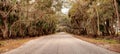 Moss covered trees line a road along the wetland and marsh at th