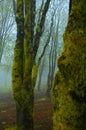 Moss covered trees in the mist