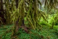 Moss covered trees, Olympic National Park Royalty Free Stock Photo