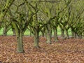 Moss covered trees in orchard Royalty Free Stock Photo