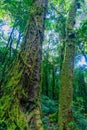 Moss covered trees in the rain forest Royalty Free Stock Photo