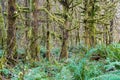 Moss covered trees in a rain forest in Missouri Bend Recreation Site Oregon, USA Royalty Free Stock Photo