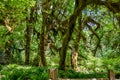 Moss covered trees in a rainforest. Hoh Rain forest in Olympic National Park, Washington state US Royalty Free Stock Photo