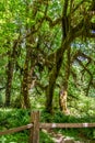 Moss covered trees in a rainforest. Hoh Rain forest in Olympic National Park, Washington state US Royalty Free Stock Photo