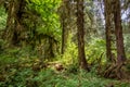 Moss covered trees in a rainforest. Hoh Rain forest in Olympic National Park, Washington state US Royalty Free Stock Photo