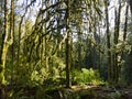 Moss-Covered Trees and Sunlight in Oregon Royalty Free Stock Photo