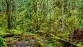 Moss covered trees in the temperate rain forest of Kanaka Creek Regional Park Royalty Free Stock Photo