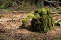 Moss Covered Trunk Of A Long Fallen Tree