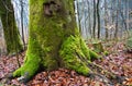 Moss covered tree trunk