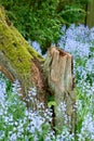 Moss covered wooden tree stump with blossoming bush of vibrant bluebell flowers in background. Serene, peaceful private