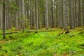Moss covering the ground of a conifer spruce forest