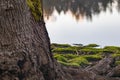 moss covering the root base of a tree