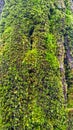 The moss covering the tree trunks Royalty Free Stock Photo