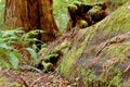 Moss Covers Fallen Redwood In California Forest Royalty Free Stock Photo