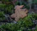 Moss covers an old trunk of a fallen tree with a fallen oak leaf Royalty Free Stock Photo