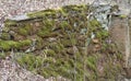 Moss on a bridge abutment