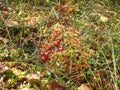 Moss and cranberries
