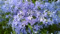 Moss creeping Phlox subulata. Beautiful small five-petaled flowers bloom mauve, pink, lavender purple color. Flowering plant. Carp Royalty Free Stock Photo