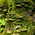Moss on dead wood Royalty Free Stock Photo