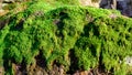 Moss detail on a rock Royalty Free Stock Photo