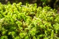Moss detail in Vanoise national Park, French alps Royalty Free Stock Photo