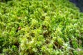 Moss detail in Vanoise national Park, French alps Royalty Free Stock Photo