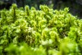 Moss detail in Vanoise national Park, French alps Royalty Free Stock Photo