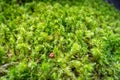 Moss detail in Vanoise national Park, French alps