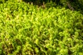 Moss detail in Vanoise national Park, French alps Royalty Free Stock Photo