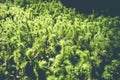 Moss detail in Vanoise national Park, French alps